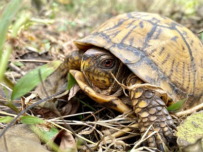 box turtle