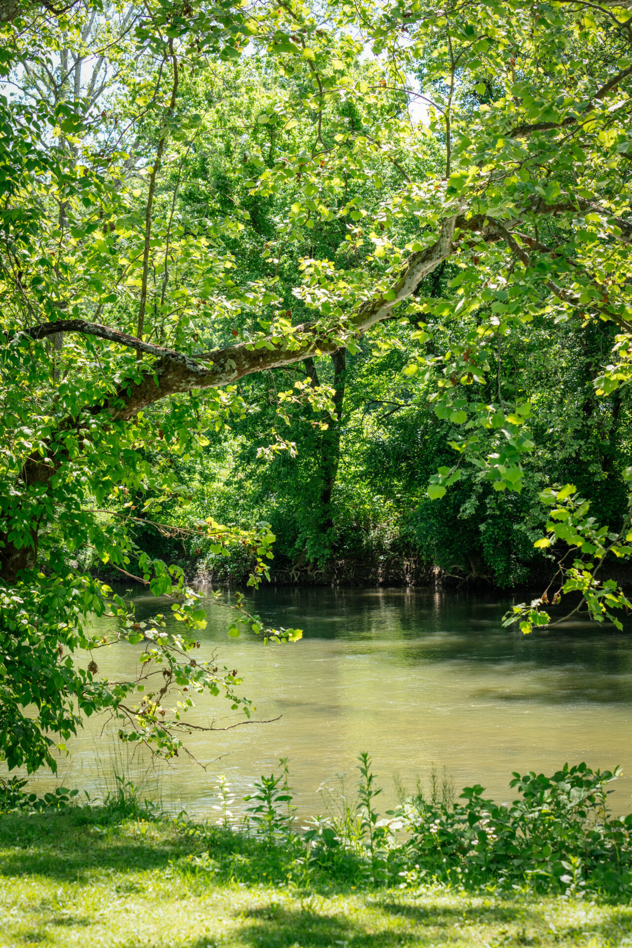 Water and trees at Clinch River State Park.