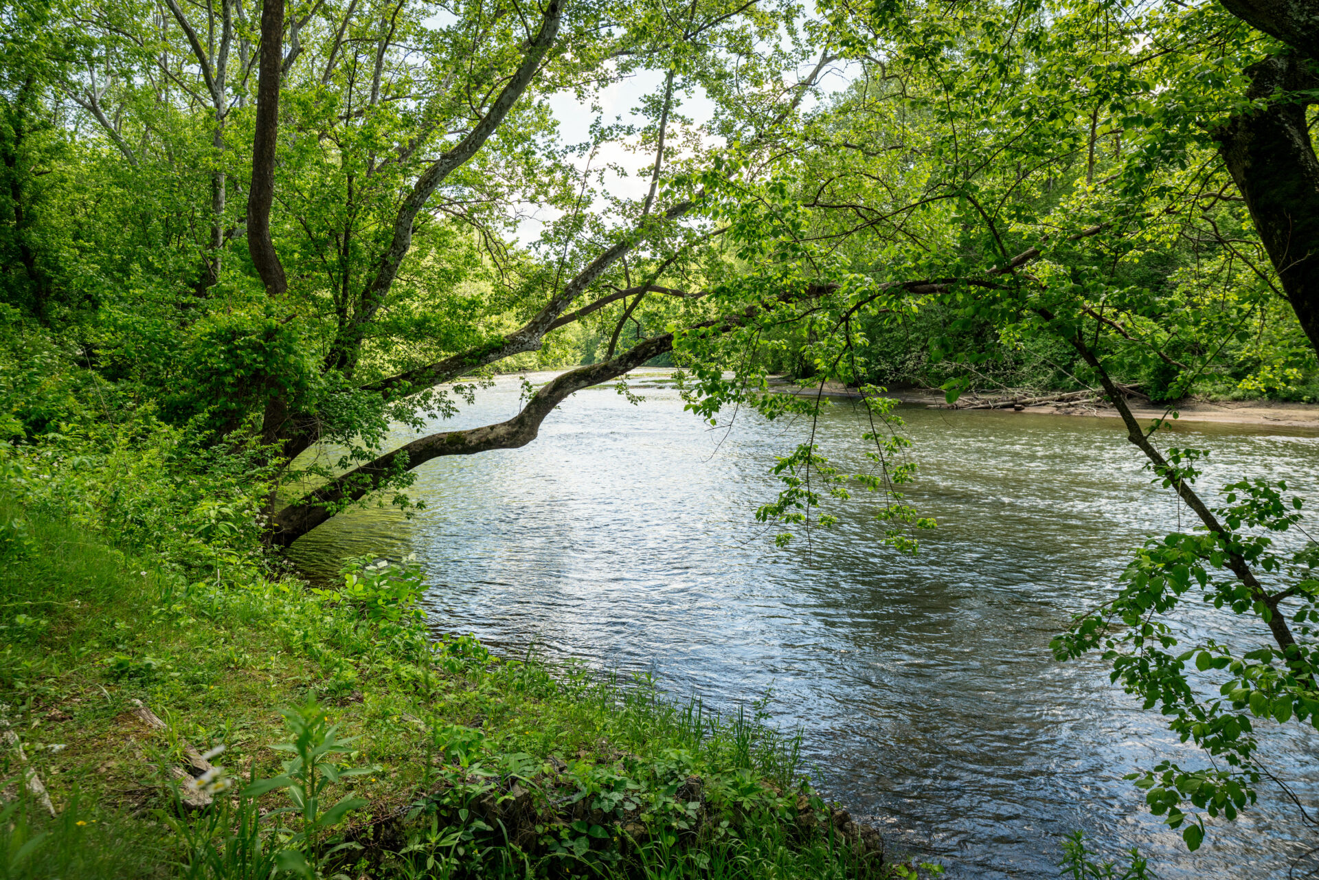 The water and trees at Clinch River State Park.